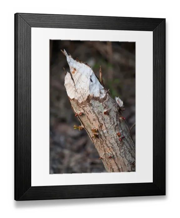 Framed Print : Young shoots developing from the buds of a tree gnawed by European beaver (Castor fiber), River Rhone, Alps, France. March
