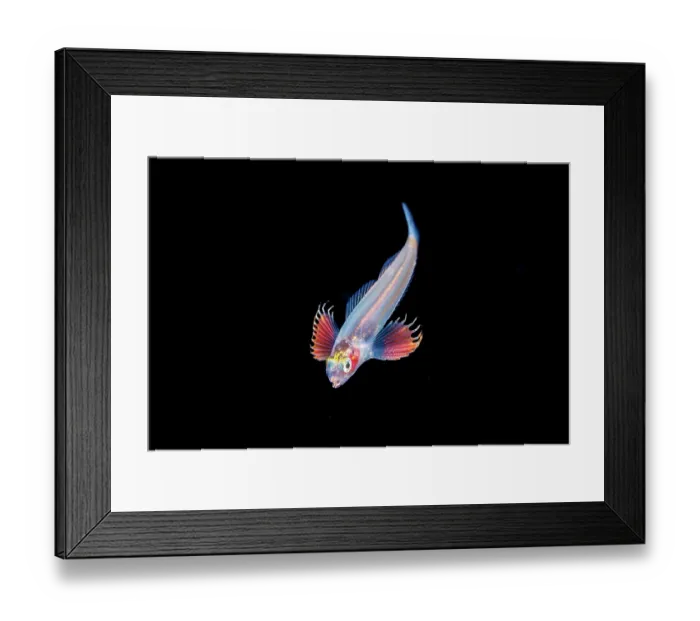 Framed Print : Salariinin blenny (Istiblennius sp.) ophioblennius-stage larva, in open ocean at night, Yap, Federated States of Micronesia, Pacific Ocean Framed Print : Salariinin blenny (Istiblennius sp.) ophioblennius-stage larva, in open ocean at night, Yap, Federated States of Micronesia, Pacific Ocean