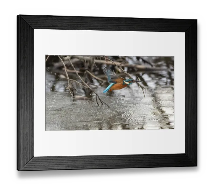 Framed Print : Common kingfisher (Alcedo atthis) in flight over river with fish in beak, Finland, March Framed Print : Common kingfisher (Alcedo atthis) in flight over river with fish in beak, Finland, March