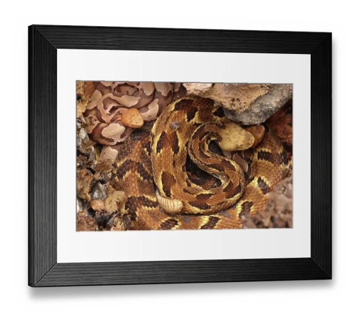 Framed Print : Timber rattlesnake (Crotalus horridus) gravid female, and two Northern copperheads (Agkistrodon contortrix) resting amongst lichen covered rocks, Maryland, USA. August Framed Print : Timber rattlesnake (Crotalus horridus) gravid female, and two Northern copperheads (Agkistrodon contortrix) resting amongst lichen covered rocks, Maryland, USA. August