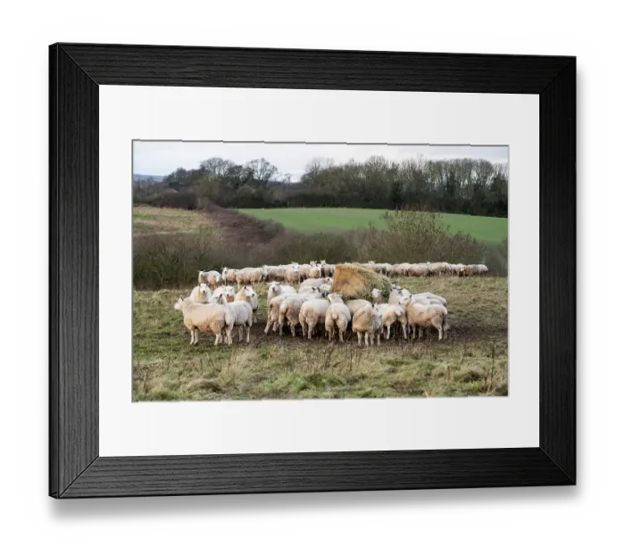 Framed Print : Lleyn sheep herd feeding on supplementary hay, Herefordshire, England, UK. January, 2023 Framed Print : Lleyn sheep herd feeding on supplementary hay, Herefordshire, England, UK. January, 2023