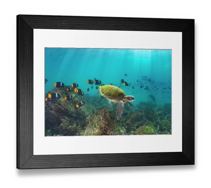 Framed Print : Green turtle (Chelonia mydas) frequenting cleaning station with King angelfish (Holacanthus passer) following behind, Punta Vicente Roca, Isabela Island, Galapagos Islands Framed Print : Green turtle (Chelonia mydas) frequenting cleaning station with King angelfish (Holacanthus passer) following behind, Punta Vicente Roca, Isabela Island, Galapagos Islands
