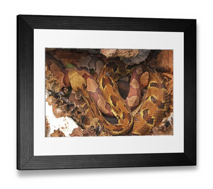 Framed Print : Timber rattlesnake (Crotalus horridus) gravid female, and Northern copperhead (Agkistrodon contortrix) resting amongst lichen covered rocks, Maryland, USA. August Framed Print : Timber rattlesnake (Crotalus horridus) gravid female, and Northern copperhead (Agkistrodon contortrix) resting amongst lichen covered rocks, Maryland, USA. August