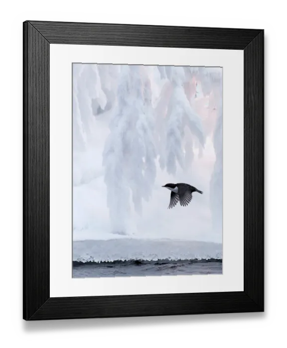 Framed Print : Dipper (Cinclus cinclus) in flight over water with snow-covered tree behind, Kuusamo, Finland. January Framed Print : Dipper (Cinclus cinclus) in flight over water with snow-covered tree behind, Kuusamo, Finland. January