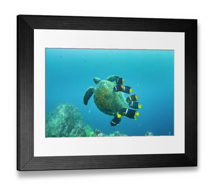 Framed Print : Green turtle (Chelonia mydas) at cleaning station with King angelfish (Holacanthus passer), Punta Vicente Roca, Isabela Island, Galapagos Islands, Pacific Ocean. Endangered Framed Print : Green turtle (Chelonia mydas) at cleaning station with King angelfish (Holacanthus passer), Punta Vicente Roca, Isabela Island, Galapagos Islands, Pacific Ocean. Endangered