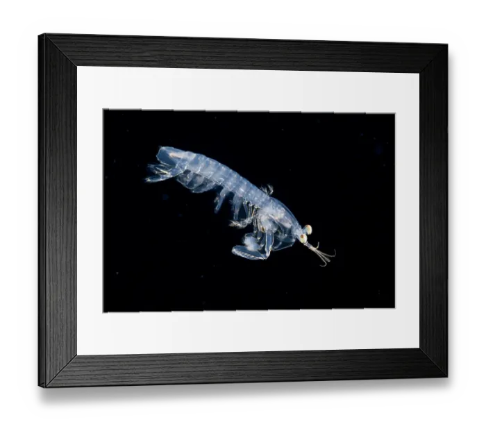 Framed Print : Mantis shrimp (Stomatopoda) larval stage, drifting in open ocean at night, Yap, Federated States of Micronesia, Pacific Ocean Framed Print : Mantis shrimp (Stomatopoda) larval stage, drifting in open ocean at night, Yap, Federated States of Micronesia, Pacific Ocean
