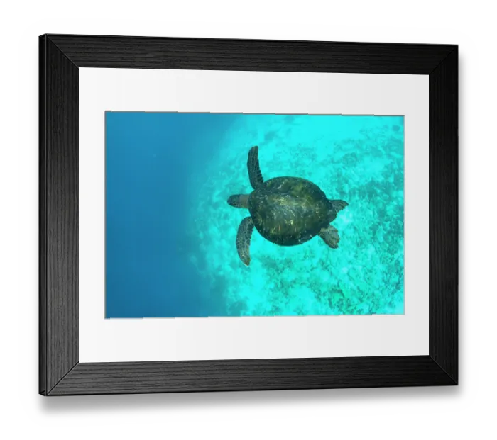 Framed Print : Green turtle (Chelonia mydas) swimming underwter, Galapagos Islands, Pacific Ocean. Endangered Framed Print : Green turtle (Chelonia mydas) swimming underwter, Galapagos Islands, Pacific Ocean. Endangered