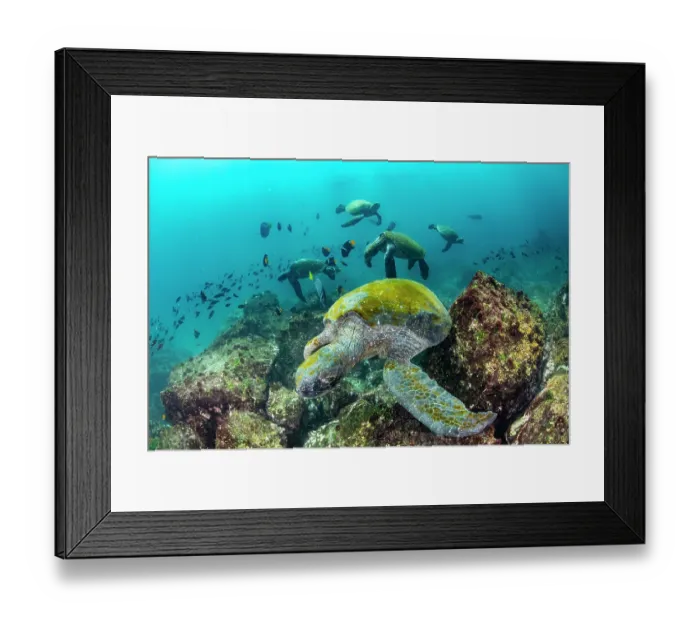 Framed Print : Group of Green turtles (Chelonia mydas) frequenting a cleaning station with King angelfish (Holacanthus passer) swimming around, Punta Vicente Roca, Isabela Island Framed Print : Group of Green turtles (Chelonia mydas) frequenting a cleaning station with King angelfish (Holacanthus passer) swimming around, Punta Vicente Roca, Isabela Island