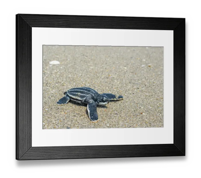 Framed Print : Leatherback turtle (Dermochelys coriacea) hatchling making its way to the sea, Archie Carr National Wildlife Refuge, Florida, USA. June