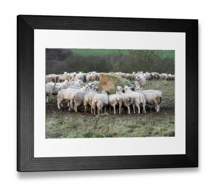 Framed Print : Lleyn sheep herd feeding on supplementary hay, Herefordshire, England, UK. January, 2023