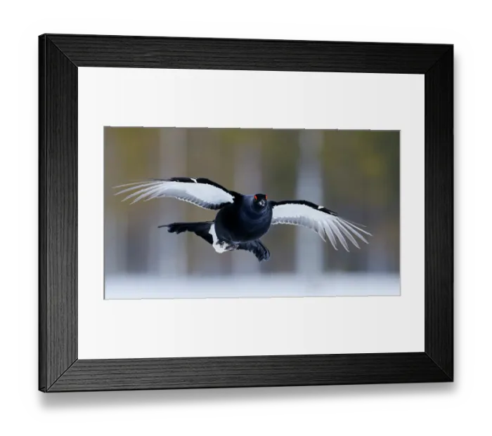 Framed Print : Black grouse (Lyrurus tetrix) male, in flight, Kuhmo, Finland. January Framed Print : Black grouse (Lyrurus tetrix) male, in flight, Kuhmo, Finland. January