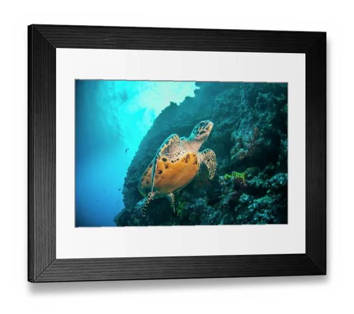 Framed Print : Hawksbill turtle (Eretmochelys imbricata) swimming along deep underwater wall, Wolf Island, Galapagos Island, Pacific Ocean. Critically endangered Framed Print : Hawksbill turtle (Eretmochelys imbricata) swimming along deep underwater wall, Wolf Island, Galapagos Island, Pacific Ocean. Critically endangered