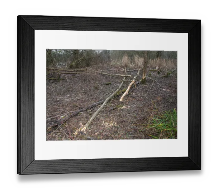 Framed Print : Trees and branches gnawed by European beaver (Castor fiber). River Rhone, Alps, France. February Framed Print : Trees and branches gnawed by European beaver (Castor fiber). River Rhone, Alps, France. February