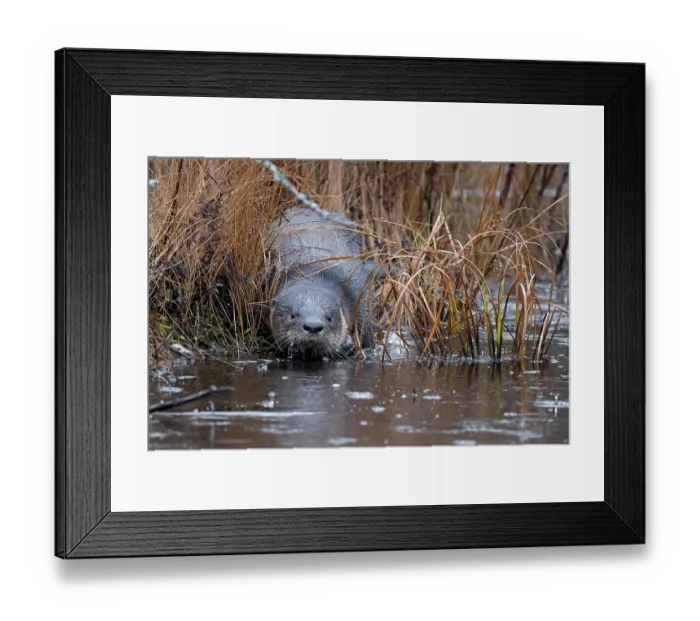 Framed Print : North American river otter (Lontra canadensis) entering the water on an icy beaver pond on a rainy morning, Acadia National Park, Maine, USA. November Framed Print : North American river otter (Lontra canadensis) entering the water on an icy beaver pond on a rainy morning, Acadia National Park, Maine, USA. November