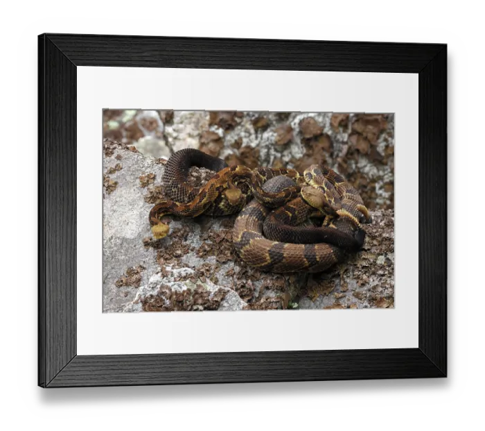 Framed Print : Three Timber rattlesnakes (Crotalus horridus) gravid females, basking amongst lichen covered rocks, Maryland, USA. July Framed Print : Three Timber rattlesnakes (Crotalus horridus) gravid females, basking amongst lichen covered rocks, Maryland, USA. July