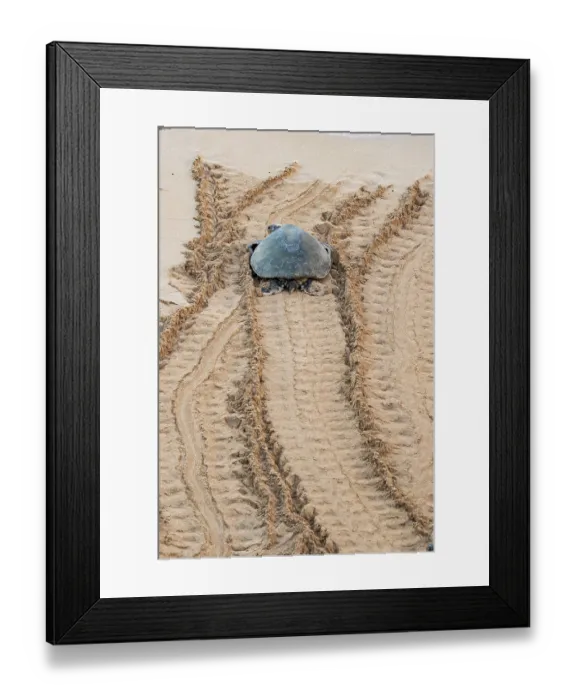 Framed Print : Green turtle (Chelonia mydas) basking on shore, Maui, Hawaii. Endangered Framed Print : Green turtle (Chelonia mydas) basking on shore, Maui, Hawaii. Endangered