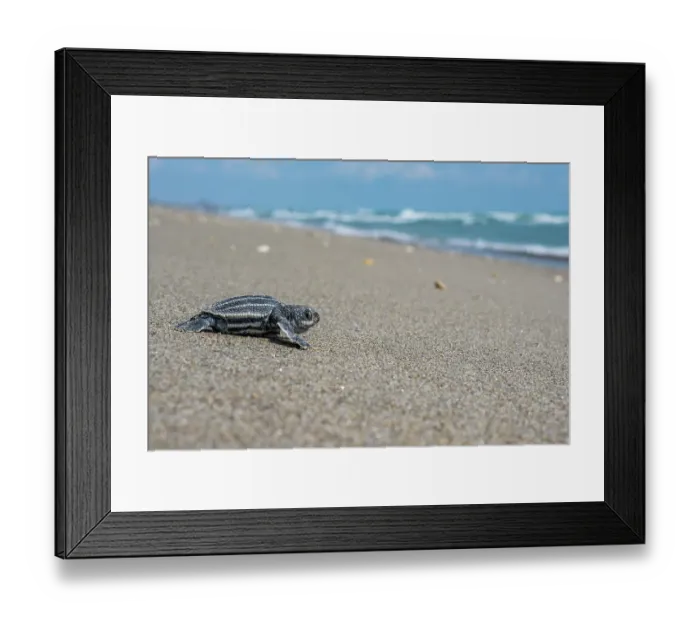 Framed Print : Leatherback turtle (Dermochelys coriacea) hatchling making its way to the sea, Archie Carr National Wildlife Refuge, Florida, USA. June Framed Print : Leatherback turtle (Dermochelys coriacea) hatchling making its way to the sea, Archie Carr National Wildlife Refuge, Florida, USA. June