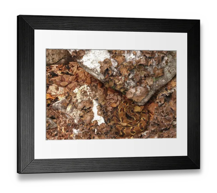 Framed Print : Timber rattlesnake (Crotalus horridus) gravid female, and four Northern copperheads (Agkistrodon contortrix) basking amongst lichen covered rocks, Maryland, USA. August Framed Print : Timber rattlesnake (Crotalus horridus) gravid female, and four Northern copperheads (Agkistrodon contortrix) basking amongst lichen covered rocks, Maryland, USA. August