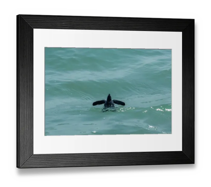 Framed Print : Leatherback turtle (Dermochelys coriacea) hatchling making its way out to sea, Archie Carr National Wildlife Refuge, Florida, USA, Atlantic Ocean. June Framed Print : Leatherback turtle (Dermochelys coriacea) hatchling making its way out to sea, Archie Carr National Wildlife Refuge, Florida, USA, Atlantic Ocean. June