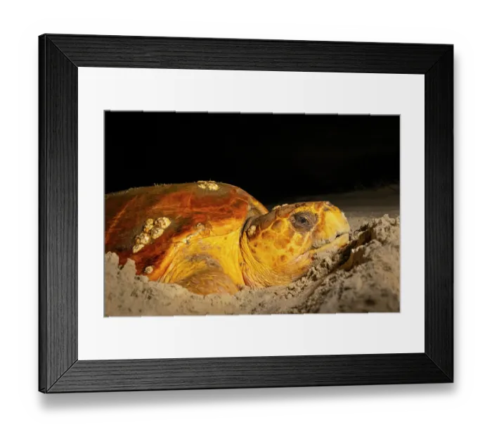 Framed Print : Loggerhead turtle (Caretta caretta) female nesting on beach at night, Little Cumberland Island, Georgia, USA Framed Print : Loggerhead turtle (Caretta caretta) female nesting on beach at night, Little Cumberland Island, Georgia, USA