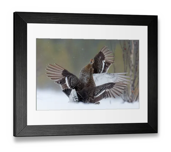 Framed Print : Two Black grouse (Lyrurus tetrix) females fighting on snow, Kuhmo, Finland. February Framed Print : Two Black grouse (Lyrurus tetrix) females fighting on snow, Kuhmo, Finland. February