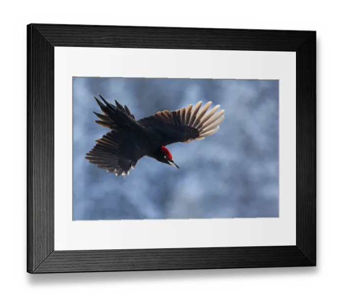 Framed Print : Black woodpecker (Dryocopus martius) male, in flight, Kuhmo, Finland. February