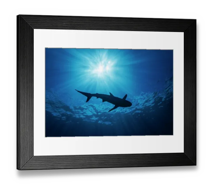 Framed Print : Grey reef shark (Carcharhinus amblyrhynchos) swimming over reef, silhouetted by the sun's ray from above, Yap, Federated States of Micronesia, Pacific Ocean Framed Print : Grey reef shark (Carcharhinus amblyrhynchos) swimming over reef, silhouetted by the sun's ray from above, Yap, Federated States of Micronesia, Pacific Ocean