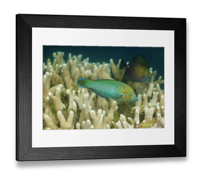 Framed Print : Chain-lined wrasse (Halichoeres leucurus) swimming over coral, Yap, Federated States of Micronesia, Pacific Ocean Framed Print : Chain-lined wrasse (Halichoeres leucurus) swimming over coral, Yap, Federated States of Micronesia, Pacific Ocean