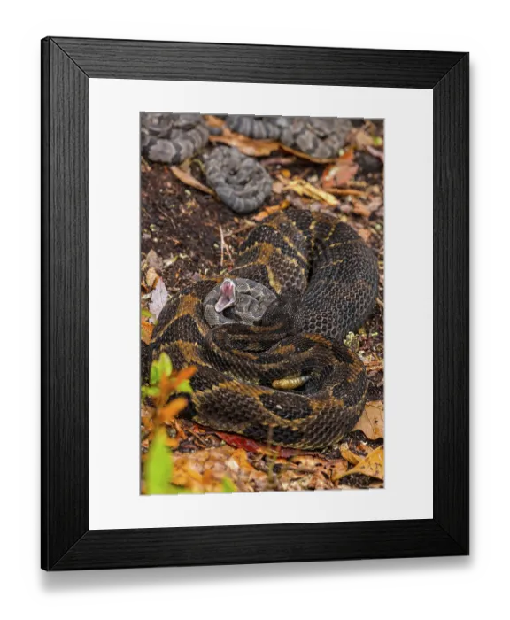 Framed Print : Timber rattlesnake (Crotalus horridus) female with newborn young, Pennsylvania, USA. September Framed Print : Timber rattlesnake (Crotalus horridus) female with newborn young, Pennsylvania, USA. September