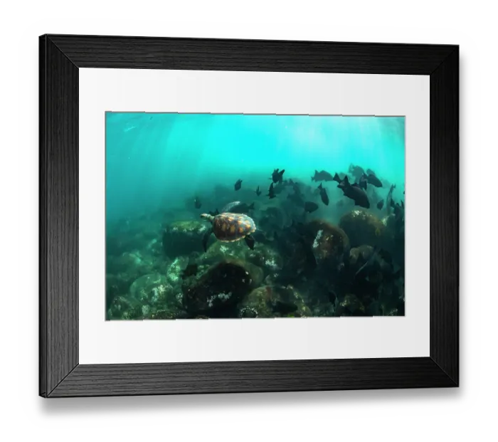 Framed Print : Green turtle (Chelonia mydas) juvenile, swimming over reef with school of Dusky chubs (Girella freminvillii), Punta Moreno, Isabela Island, Galapagos Islands, Pacific Ocean Framed Print : Green turtle (Chelonia mydas) juvenile, swimming over reef with school of Dusky chubs (Girella freminvillii), Punta Moreno, Isabela Island, Galapagos Islands, Pacific Ocean