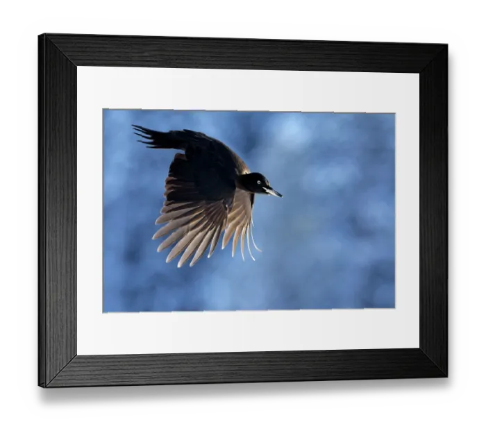 Framed Print : Black woodpecker (Dryocopus martius) female, in flight, Kuhmo, Finland. February Framed Print : Black woodpecker (Dryocopus martius) female, in flight, Kuhmo, Finland. February