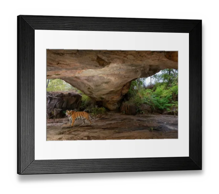Framed Print : Bengal tiger (Panthera tigris tigris) female, passing under stone arch, formed due to weathering, believed to be centuries old, Bandhavgarh Tiger Reserve, Madhya Pradesh, India Framed Print : Bengal tiger (Panthera tigris tigris) female, passing under stone arch, formed due to weathering, believed to be centuries old, Bandhavgarh Tiger Reserve, Madhya Pradesh, India