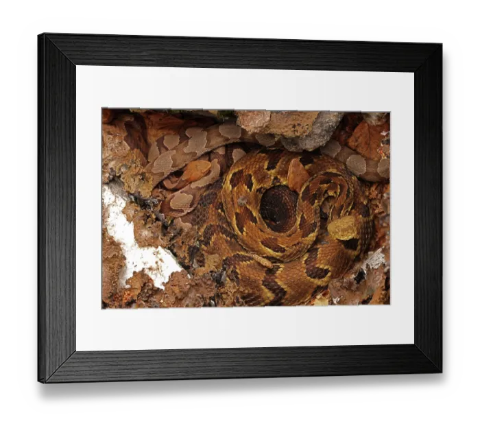 Framed Print : Timber rattlesnake (Crotalus horridus) gravid female, and two Northern copperheads (Agkistrodon contortrix) basking amongst lichen covered rocks, Maryland, USA. August Framed Print : Timber rattlesnake (Crotalus horridus) gravid female, and two Northern copperheads (Agkistrodon contortrix) basking amongst lichen covered rocks, Maryland, USA. August