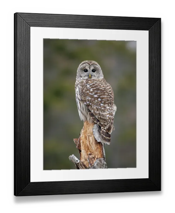 Framed Print : Barred owl (Strix varia) perched on tree stump, Acadia National Park, Maine, USA. February Framed Print : Barred owl (Strix varia) perched on tree stump, Acadia National Park, Maine, USA. February