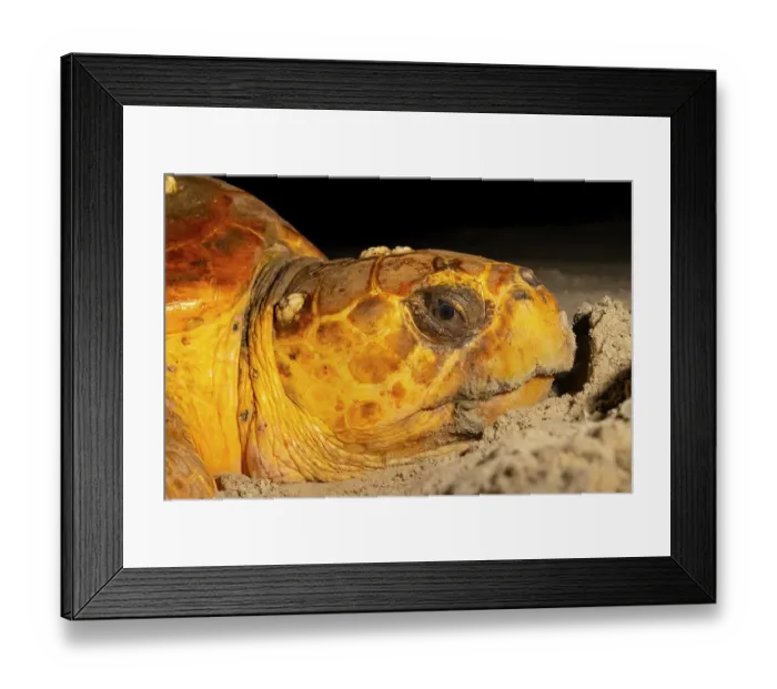 Framed Print : Loggerhead turtle (Caretta caretta) female nesting on beach at night, Little Cumberland Island, Georgia, USA Framed Print : Loggerhead turtle (Caretta caretta) female nesting on beach at night, Little Cumberland Island, Georgia, USA