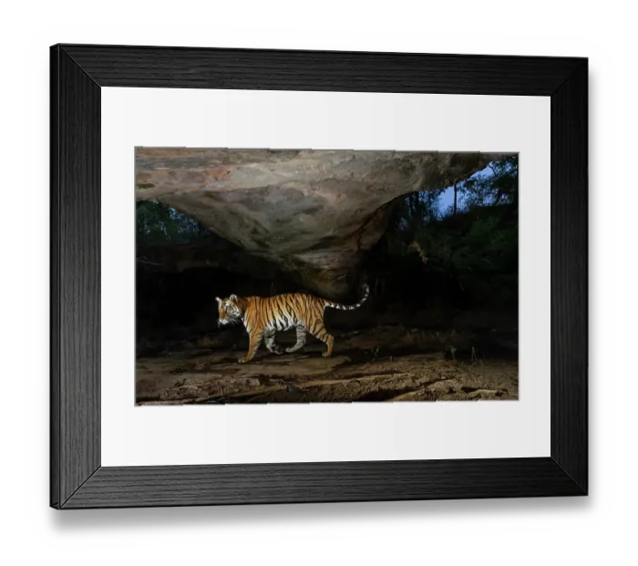 Framed Print : Bengal tiger (Panthera tigris tigris) female, passing under stone arch, formed due to weathering, believed to be centuries old, Bandhavgarh Tiger Reserve, Madhya Pradesh, India Framed Print : Bengal tiger (Panthera tigris tigris) female, passing under stone arch, formed due to weathering, believed to be centuries old, Bandhavgarh Tiger Reserve, Madhya Pradesh, India