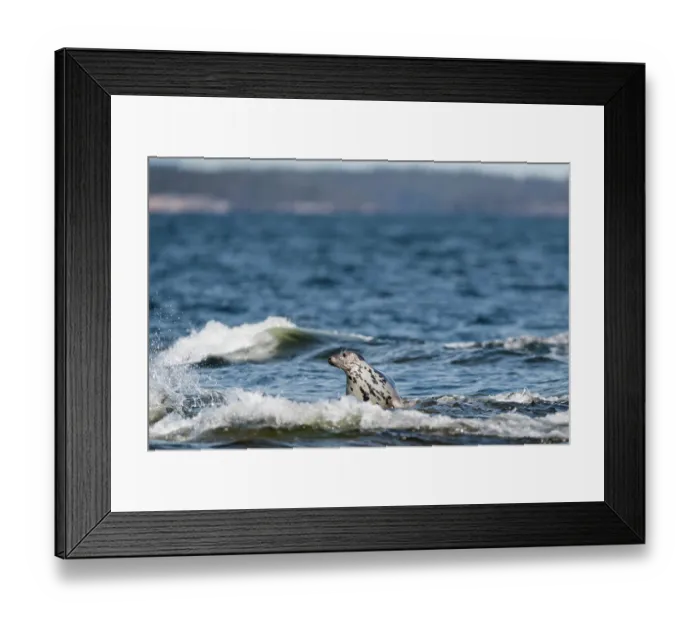 Framed Print : Grey seal (Halichoerus grypus) female sitting in surf and looking around, Finland, Baltic Sea, April Framed Print : Grey seal (Halichoerus grypus) female sitting in surf and looking around, Finland, Baltic Sea, April