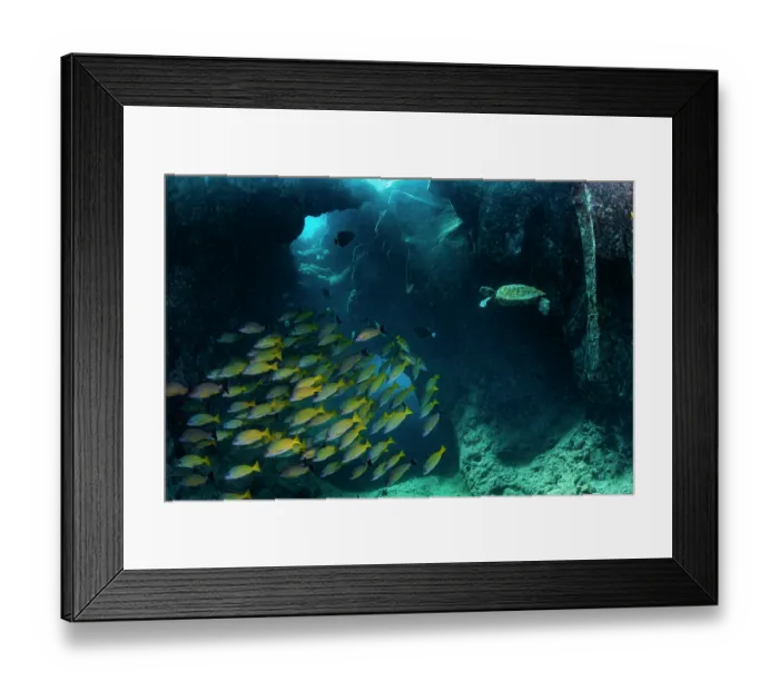 Framed Print : Green turtle (Chelonia mydas) juvenile, swimming through underwater cave with school of Bluestripe snappers (Lutjanus kasmira), Kona Coast, Big Island, Hawaii, Pacific Ocean Framed Print : Green turtle (Chelonia mydas) juvenile, swimming through underwater cave with school of Bluestripe snappers (Lutjanus kasmira), Kona Coast, Big Island, Hawaii, Pacific Ocean