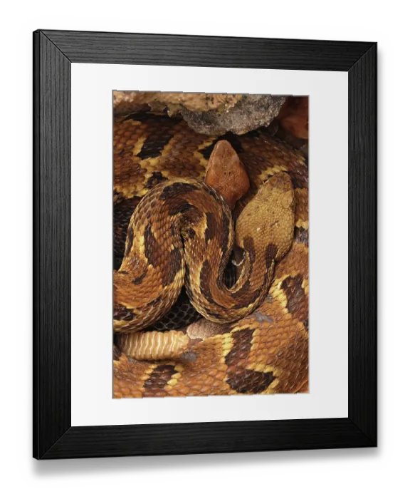Framed Print : Timber rattlesnake (Crotalus horridus) gravid female, and Northern copperhead (Agkistrodon contortrix) resting amongst lichen covered rocks, Maryland, USA. August Framed Print : Timber rattlesnake (Crotalus horridus) gravid female, and Northern copperhead (Agkistrodon contortrix) resting amongst lichen covered rocks, Maryland, USA. August