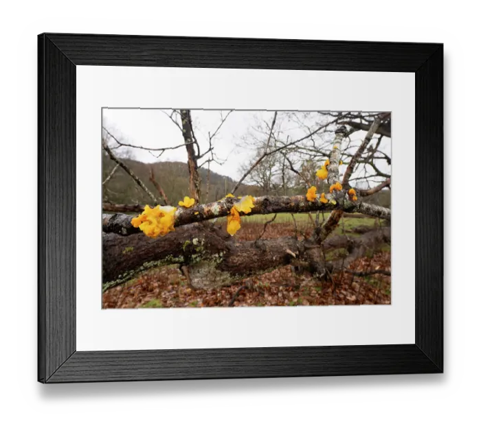 Framed Print : Witch's butter (Tremella mesenterica) fungus on dead wood, Moccas Park National Nature Reserve, Herefordshire, England, UK. December Framed Print : Witch's butter (Tremella mesenterica) fungus on dead wood, Moccas Park National Nature Reserve, Herefordshire, England, UK. December