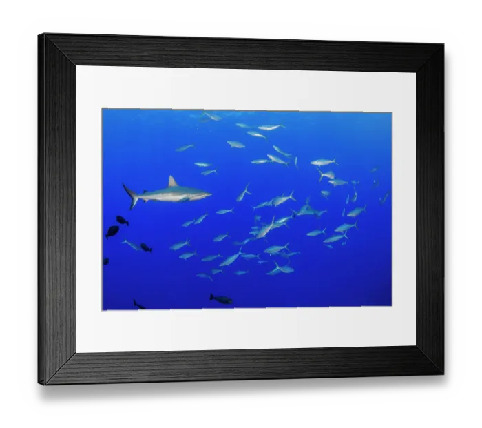 Framed Print : Grey reef shark (Carcharhinus amblyrhynchos) swimming through a school of Rainbow runners (Elagatis bipinnulata), Yap, Federated States of Micronesia, Pacific Ocean Framed Print : Grey reef shark (Carcharhinus amblyrhynchos) swimming through a school of Rainbow runners (Elagatis bipinnulata), Yap, Federated States of Micronesia, Pacific Ocean