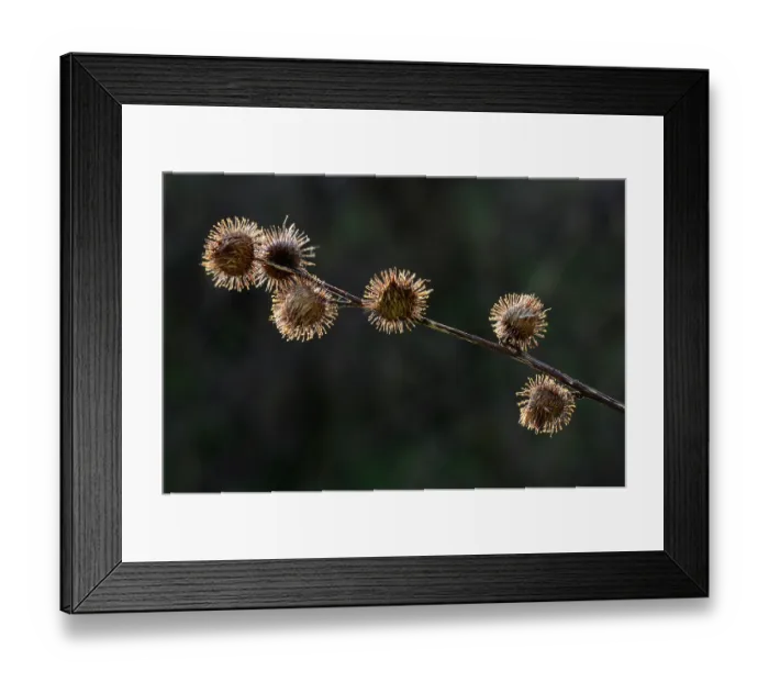 Framed Print : Lesser burdock (Arctium minus) seed pods / burs, Dorset, England, UK. October Framed Print : Lesser burdock (Arctium minus) seed pods / burs, Dorset, England, UK. October