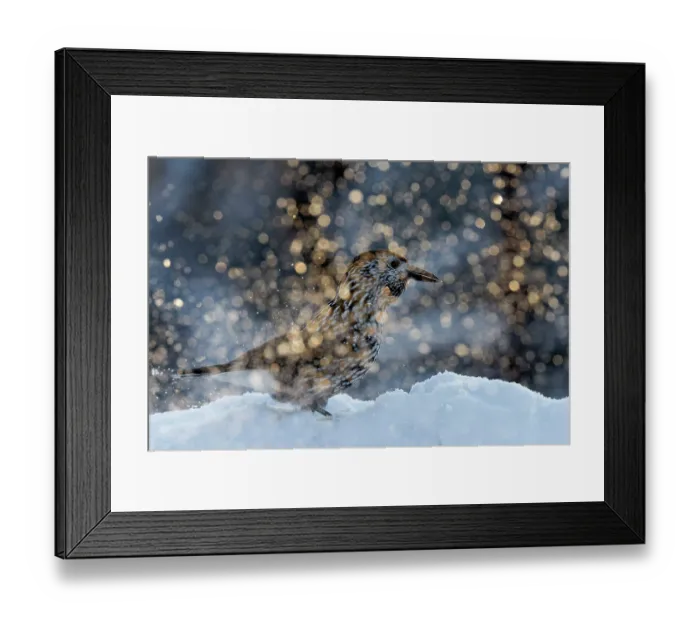 Framed Print : Nutcracker (Nucifraga caryocatactes) standing in snow, Sipoo, Finland. January Framed Print : Nutcracker (Nucifraga caryocatactes) standing in snow, Sipoo, Finland. January