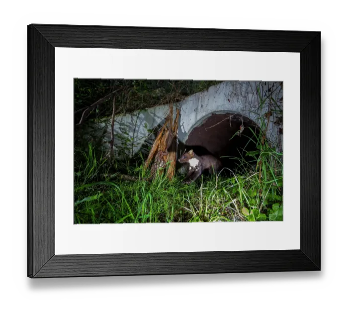 Framed Print : Beech marten (Martes foina) exiting a wildlife underpass below the A89 highway, Loire, France. May. Camera trap image Framed Print : Beech marten (Martes foina) exiting a wildlife underpass below the A89 highway, Loire, France. May. Camera trap image