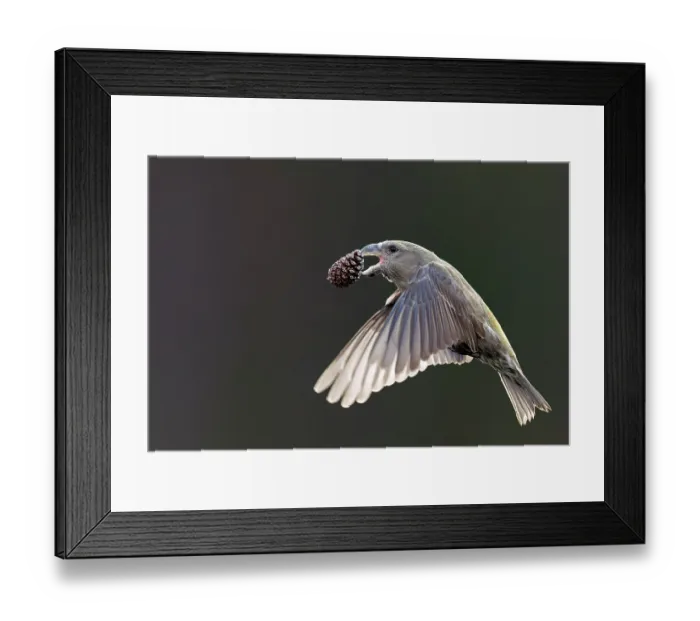 Framed Print : Parrot crossbill (Loxia pytyopsittacus) female, in flight carrying a pine cone in its beak, Helsinki, Finland. November
