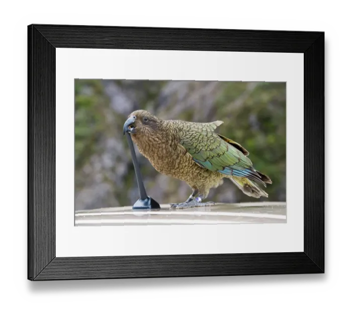 Framed Print : Kea (Nestor notabilis) biting a car aerial, Arthur's Pass, Southern Alps, South Island, New Zealand. Endangered
