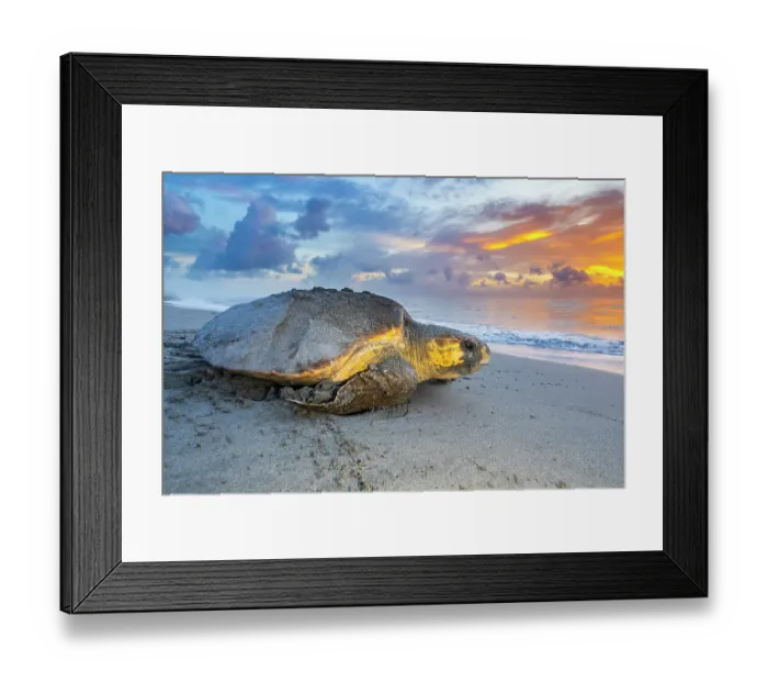 Framed Print : Loggerhead turtle (Caretta caretta) female returning to the sea at dawn after nesting, Archie Carr National Wildlife Refuge, Florida, USA. July Framed Print : Loggerhead turtle (Caretta caretta) female returning to the sea at dawn after nesting, Archie Carr National Wildlife Refuge, Florida, USA. July