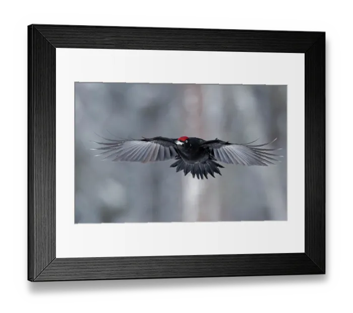 Framed Print : Black woodpecker (Dryocopus martius) male, in flight, Kuhmo, Finland. February Framed Print : Black woodpecker (Dryocopus martius) male, in flight, Kuhmo, Finland. February