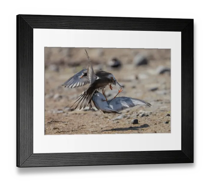 Framed Print : Two Common ringed plovers (Charadrius hiaticula) fighting on beach, Finland, June Framed Print : Two Common ringed plovers (Charadrius hiaticula) fighting on beach, Finland, June