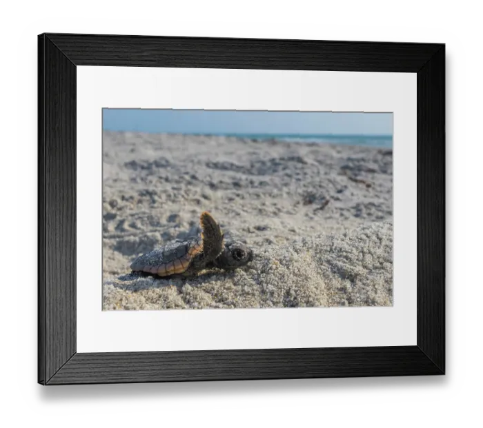 Framed Print : Loggerhead turtle (Caretta caretta) hatchling making its way to the sea, Archie Carr National Wildlife Refuge, Florida, USA. June Framed Print : Loggerhead turtle (Caretta caretta) hatchling making its way to the sea, Archie Carr National Wildlife Refuge, Florida, USA. June